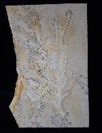 Brachyphyllum nepos SAPORTA - Bild &copy; FossNet FossilienStore